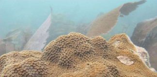 Polusi dan Penangkapan Ikan Besar-besaran Dapat Merusak Karang