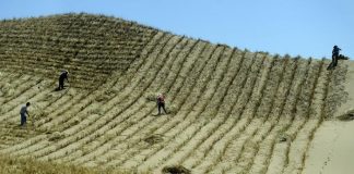 Upaya Dunia Kembalikan Hutan yang Hilang