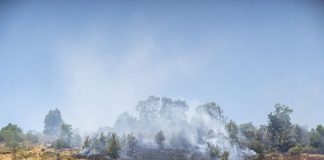 KLHK: Luas Karhutla selama Januari hingga Maret Mencapai 8.254 Hektare