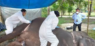 Gajah Sumatera Bernama Febri Ditemukam Mati di Kebun Binatang Kasang Kulim