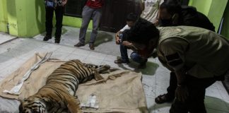 BBKSDA Riau Menyelidiki Kematian Harimau Sumatera Akibat Jerat Pemburu