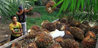 Harga TBS Sawit Riau Kembali Anjlok, Kini Rp1.402,95 Per Kilogram