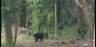 Heboh, Beruang Keliaran di Bukit Timah Dumai