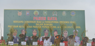 Gubri Bersama Danrem 031/WB Hadiri Panen Raya Padi di Rohil gubri-bersama-danrem-031-wb-hadiri-panen-raya-padi-di-rohil