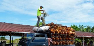 Harga Sawit di Riau Pekan Ini Rp1.995,68 per Kg