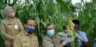 Ketahanan Pangan, Gubri Hadiri Panen Pardana Kebun Jagung Kelompok Tani Santri Indonesia ketahanan-pangan-gubri-hadiri-panen-pardana-kebun-jagung-kelompok-tani-santri-indonesia
