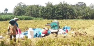 Kementan Dorong Generasi Muda Optimalkan Potensi Bisnis Pertanian kementan-dorong-generasi-muda-optimalkan-potensi-bisnis-pertanian