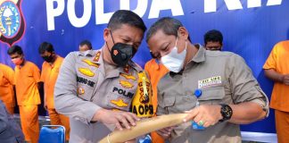 Tangkap Sindikat Perdagangan Gading Gajah, Polda Riau Amankan 3 Pelaku Tangkap-Sindikat-Perdagangan-Gading-Gajah,-Polda-Riau-Amankan-3-Pelaku