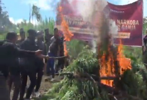 Polisi Temukan 20 Ribu Batang Tanaman Ganja di Mandailing Natal