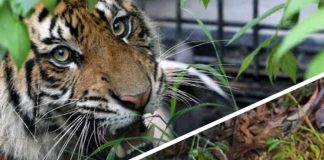 Warga Sungai Apit Diduga Diterkam Harimau hingga Tewas