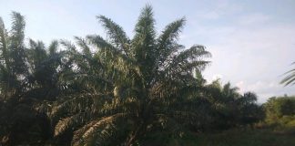 PT PAA di Bengkalis Diduga Buka Perkebunan Kelapa Sawit di Kawasan Hutan