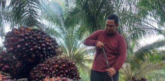 Harga Sawit Riau Seminggu Kedepan Akan Naik Kembali Harga Sawit Riau Seminggu Kedepan Akan Naik Kembali