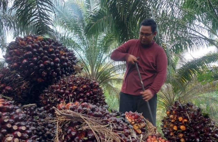 Harga Sawit Riau Seminggu Kedepan Akan Naik Kembali