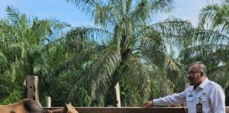 Hari Raya Idul Adha, Dinas LH Rohil Sembelih Hewan Qurban 10 Ekor Lembu 1 Ekor Kambing