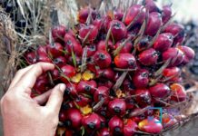 Kenaikan Harga CPO Dongkrak Harga TBS Mitra Plasma Riau Kenaikan Harga CPO Dongkrak Harga TBS Mitra Plasma Riau