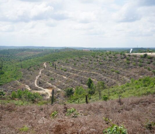 Ditangkap Polisi, Kades di Inhu Sulap Hutan Jadi Kebun Sawit